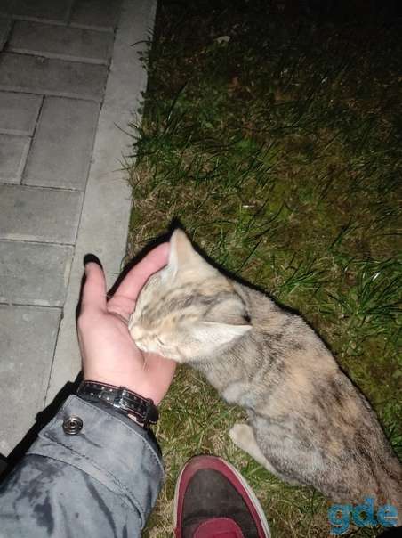 Найден кот, фотография 2
