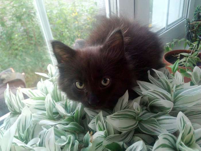 Хорошие и игривые котята , к лотку приучены , кушают всё !!!, фотография 1