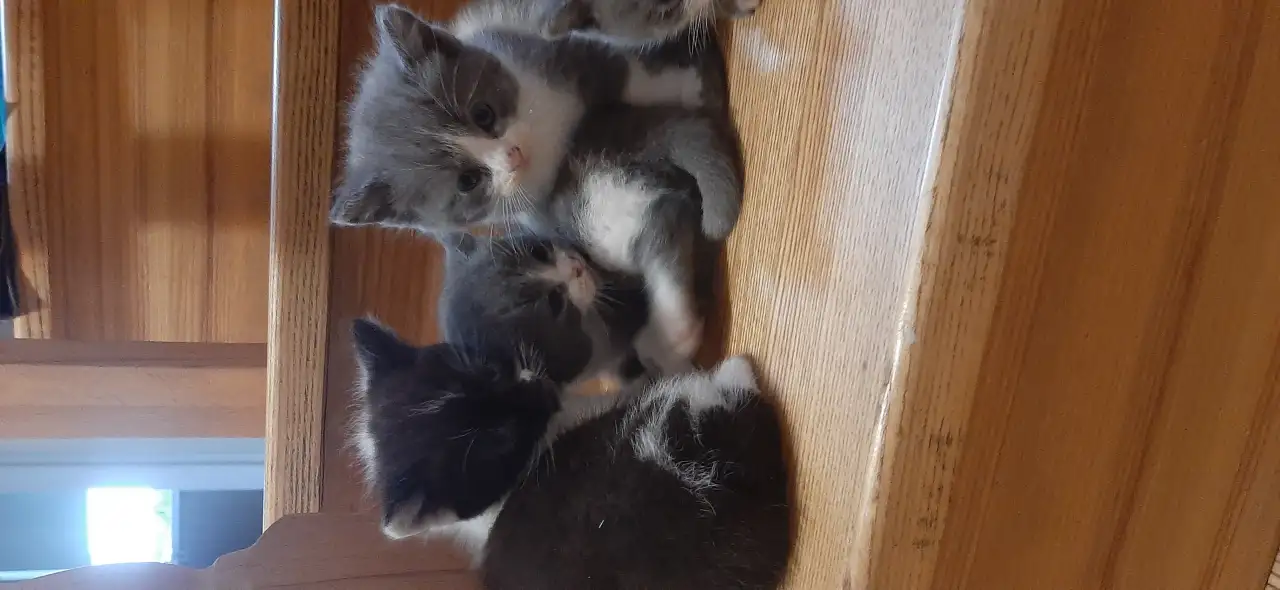 Котята в дар, фотография 3