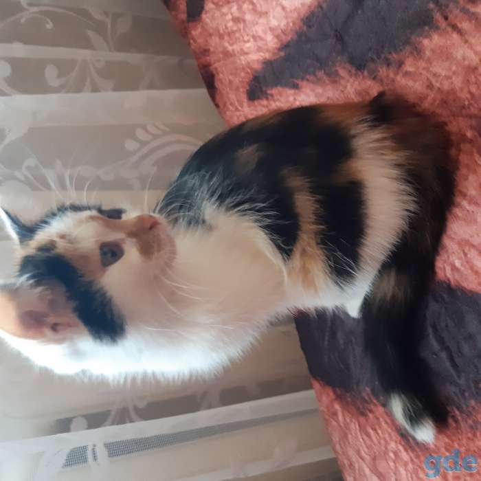 котята в добвые руки, фотография 2
