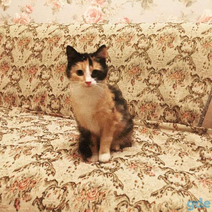 Кошка, фотография 1