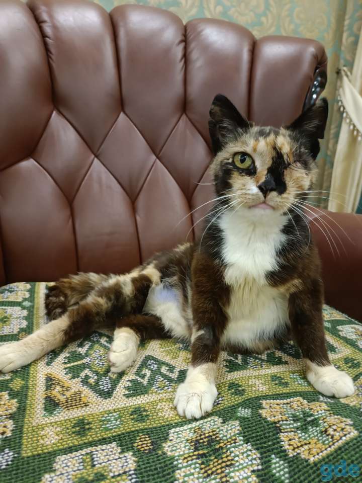 Кошка в дар, фотография 6