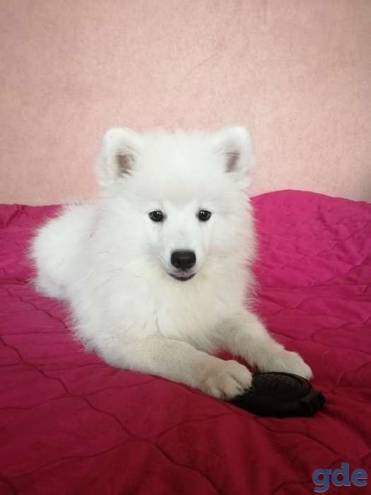 Японский шпиц, фотография 3