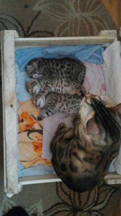 Котята бенгальские чистокровные, фотография 4