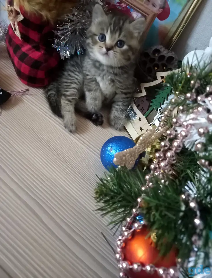 Шотландские котята, фотография 3