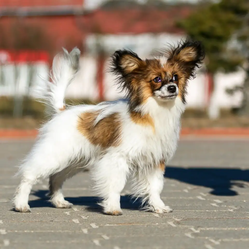 Щенок папийона, фотография 1