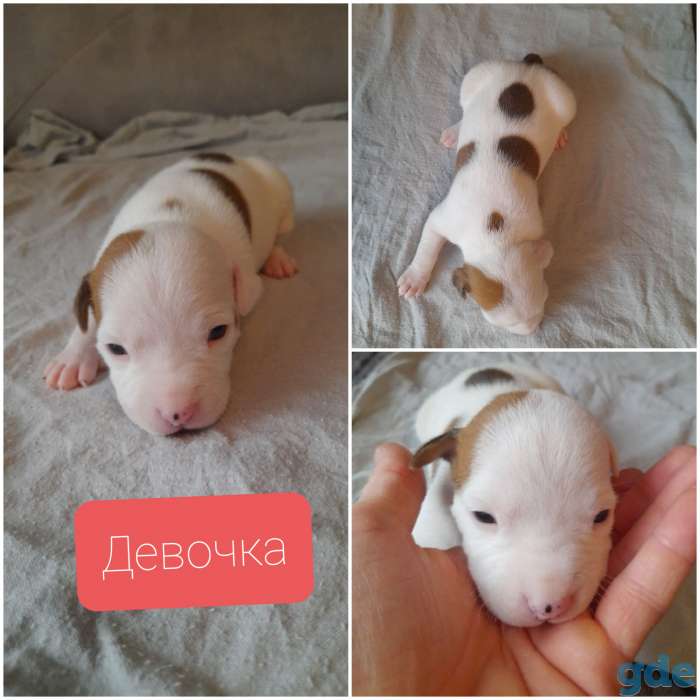 Щенки американского стаффордширского терьера, фотография 4