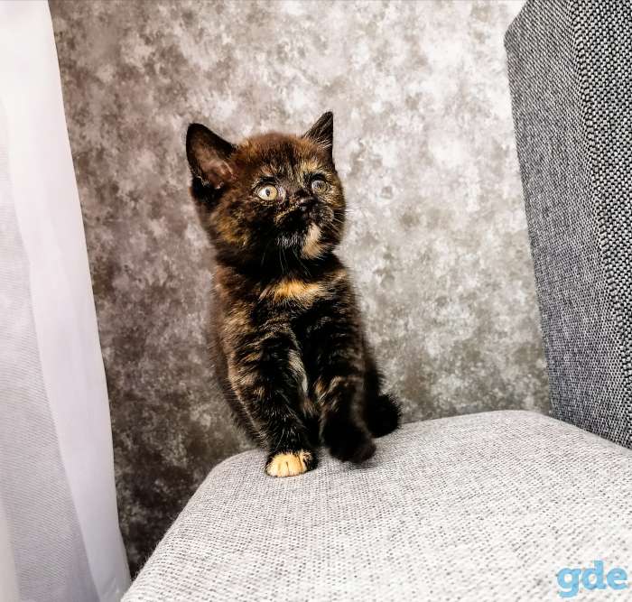 Шотландские котята .  Черепаховая кошка, фотография 2