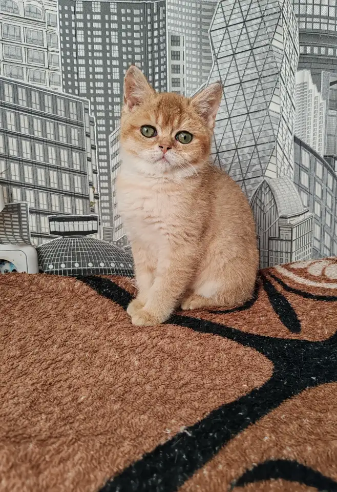 Золотая шиншилла, фотография 1
