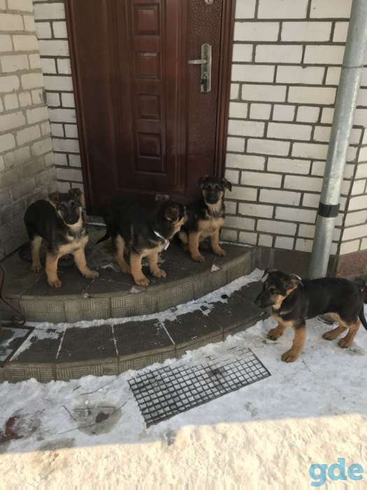Продам щенков немецкой овчарки, фотография 12