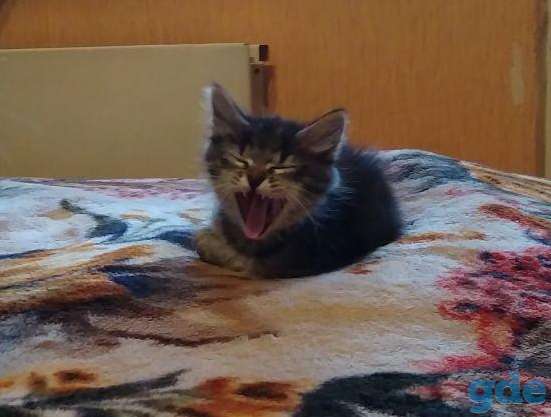 Котёнок Спайк в добрые руки, фотография 6