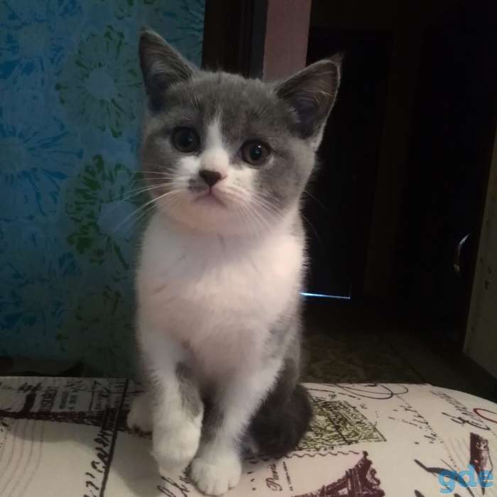 Британские котята, фотография 1