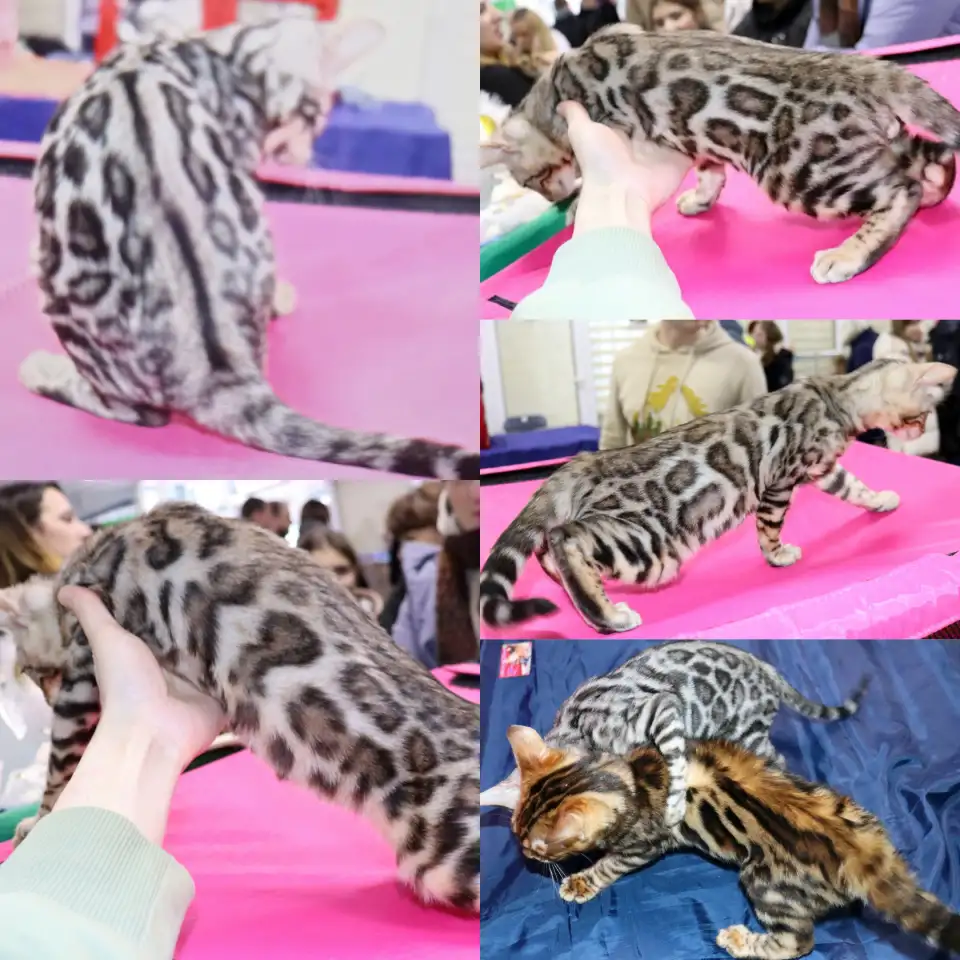Бенгальские котята, фотография 2