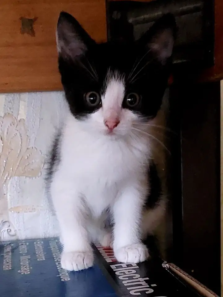 Ищу семью для котенка, фотография 1