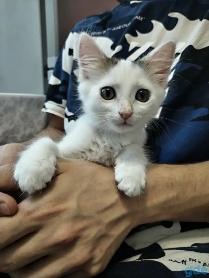 Котёнок-девочка, фотография 2