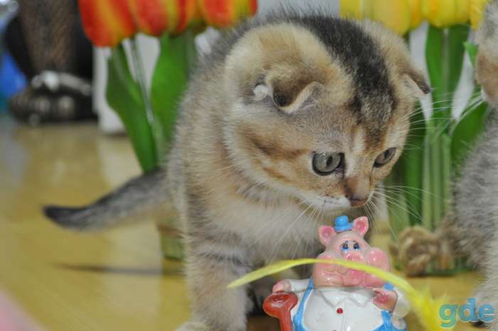 Шотландские котята, фотография 1