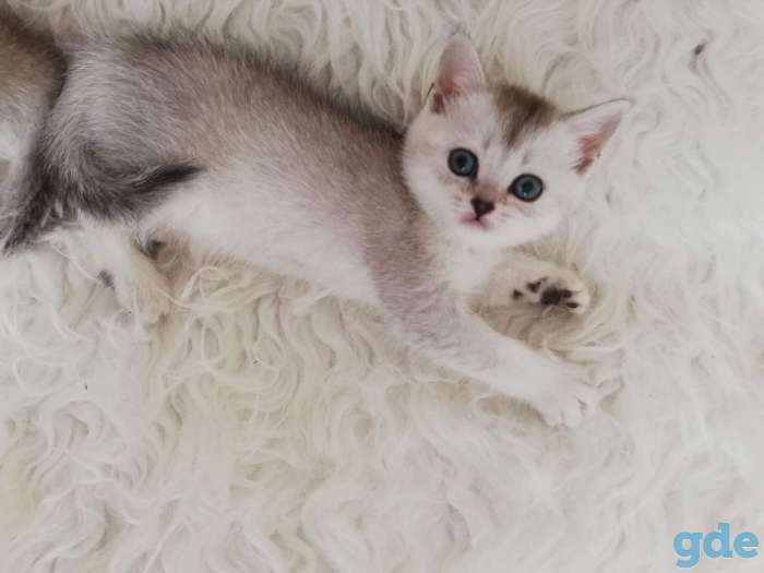 котята шиншилла на серебре, фотография 7