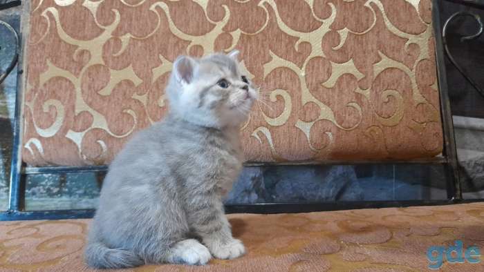 котята шотландские, фотография 1