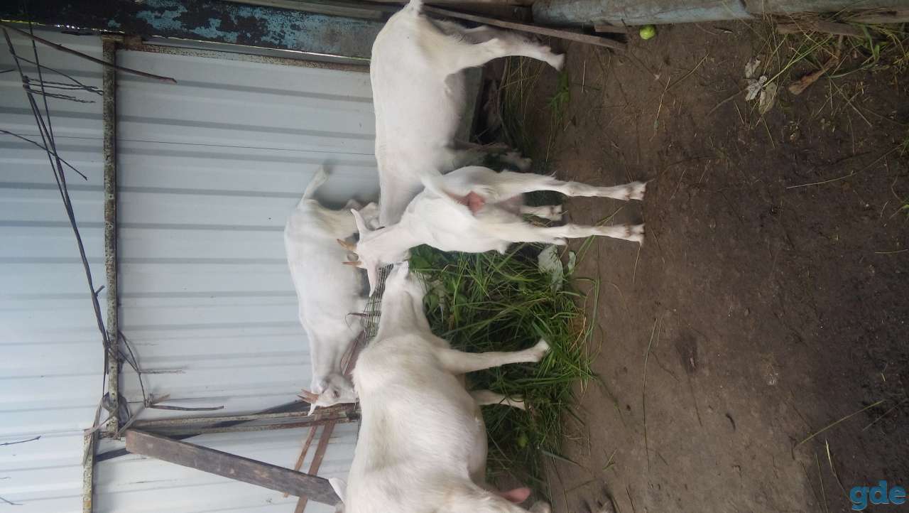 Продам коз, фотография 3