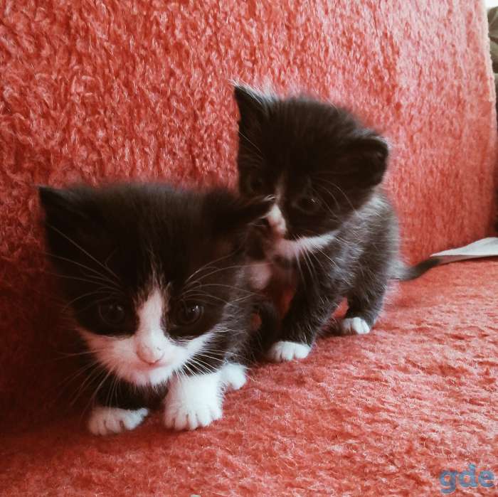 Котята, фотография 2