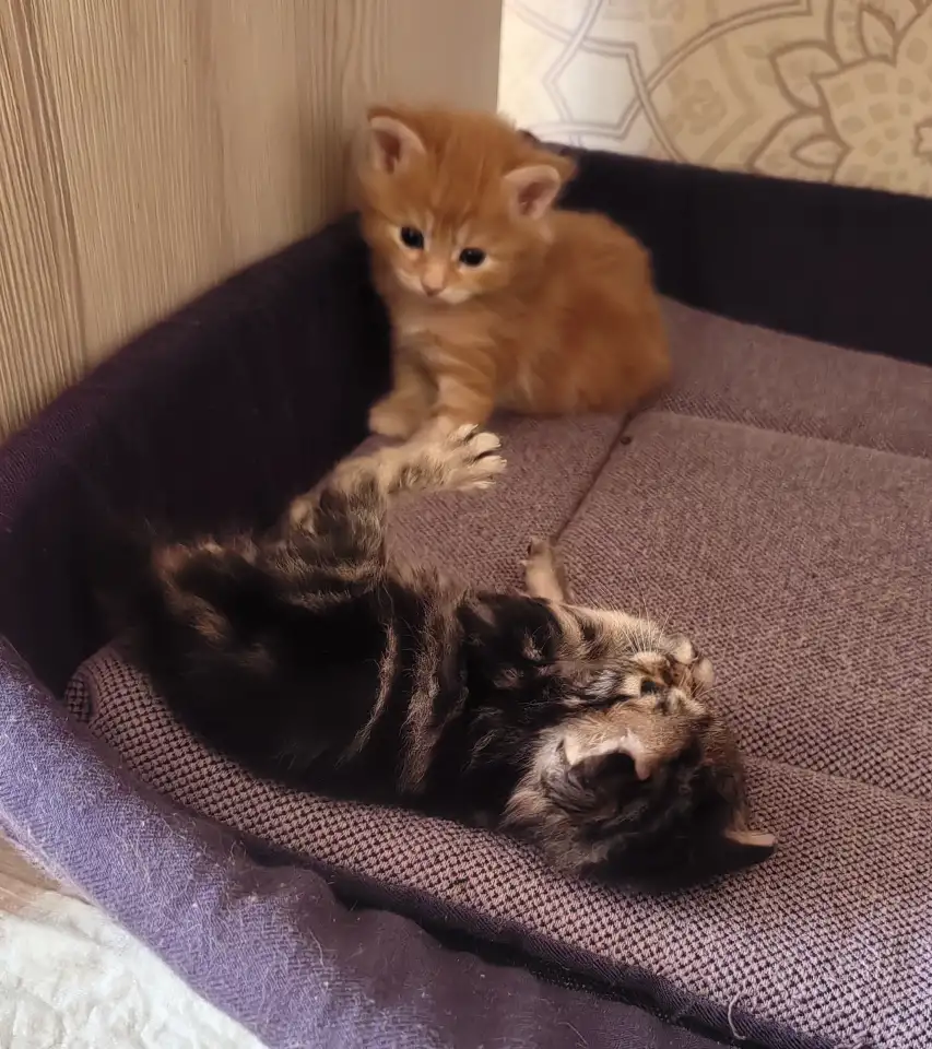 Курильский бобтейл котята, фотография 3