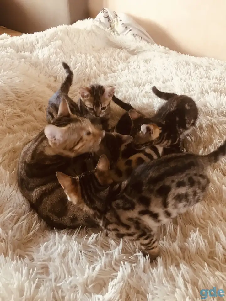 Бенгальские котята, фотография 1