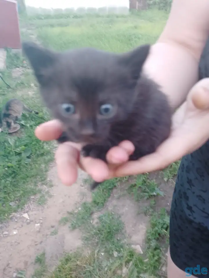Свои котята в дар, фотография 3