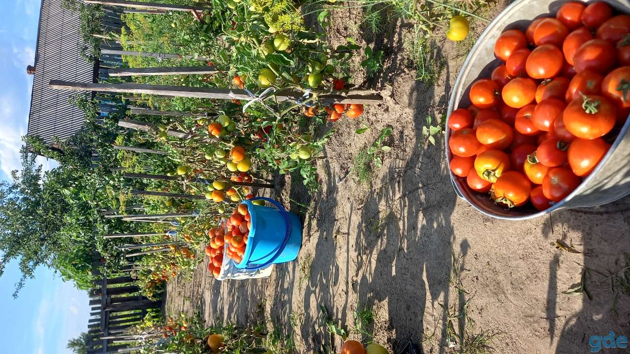 Продажа свежего домашнего томата, фотография 2