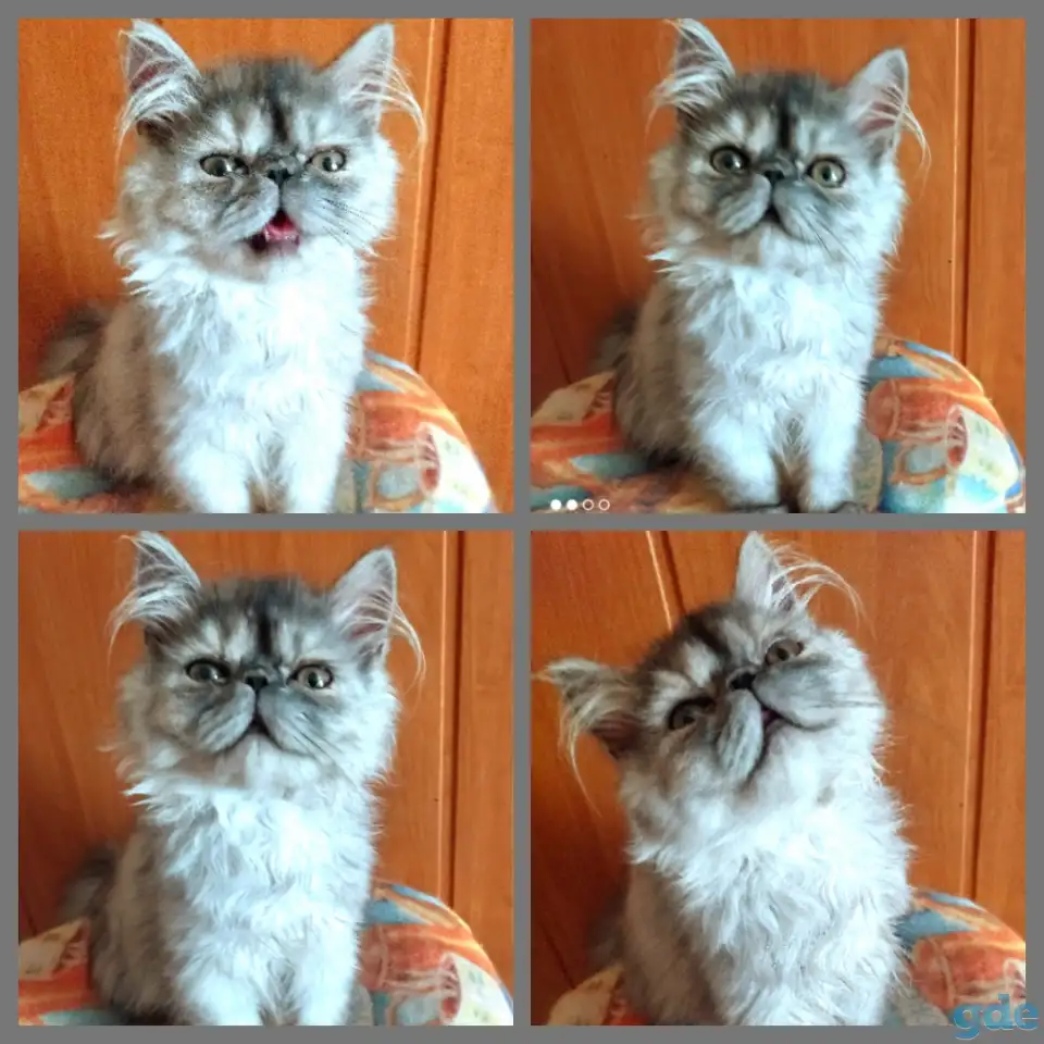 Персидский мальчик Зайчик. Персы. Котята., фотография 10
