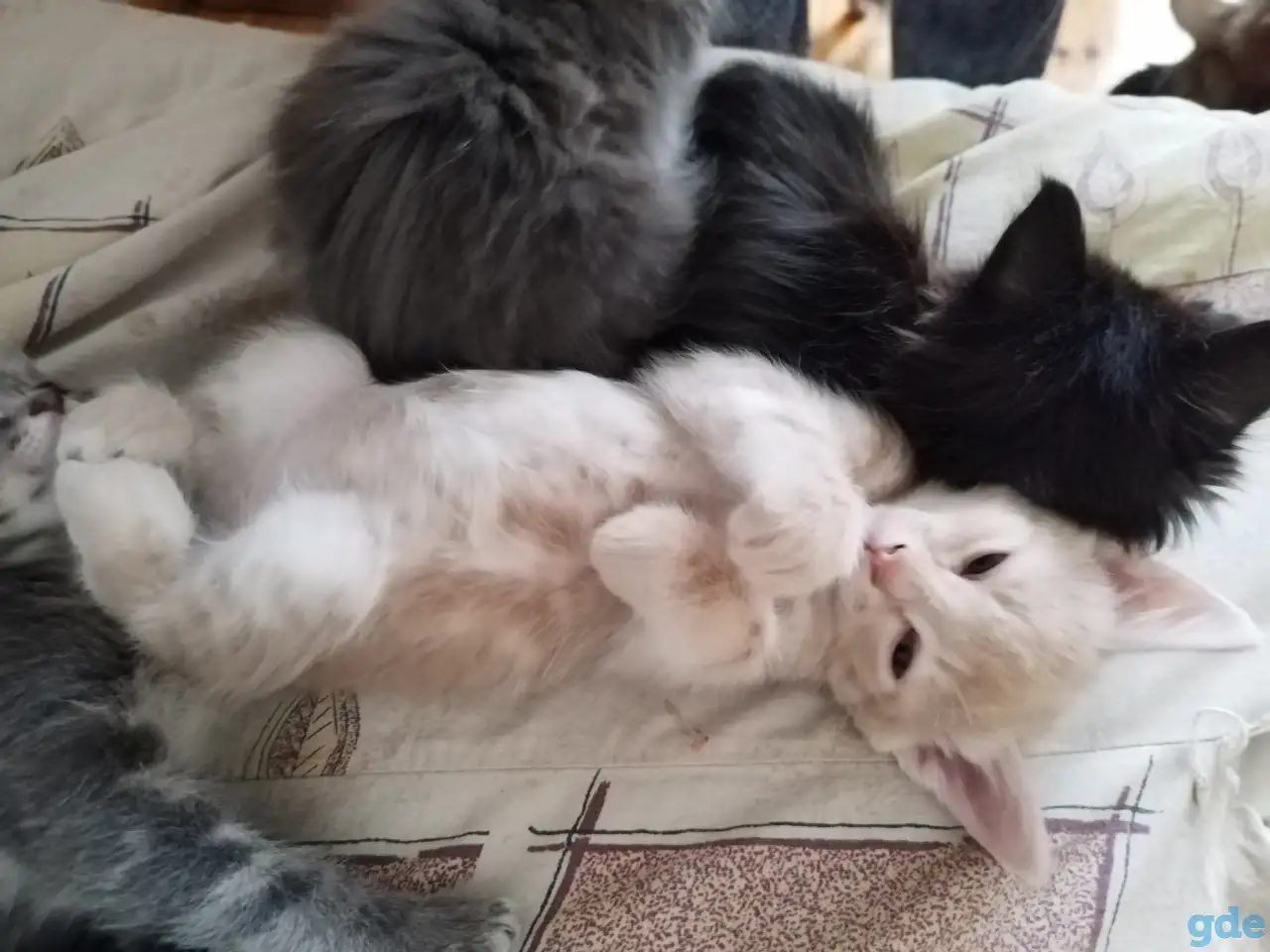 Курильский бобтейл котята, фотография 8