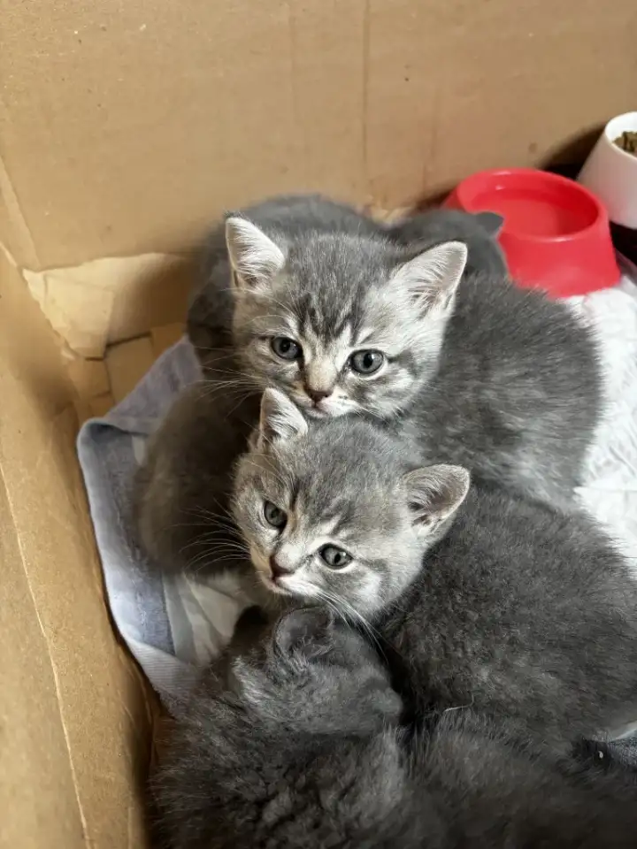 Котята шотландские, фотография 9