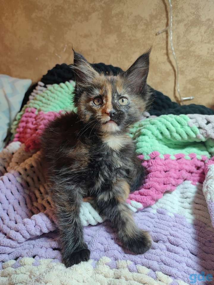 Котята Мейн-кун, фотография 4