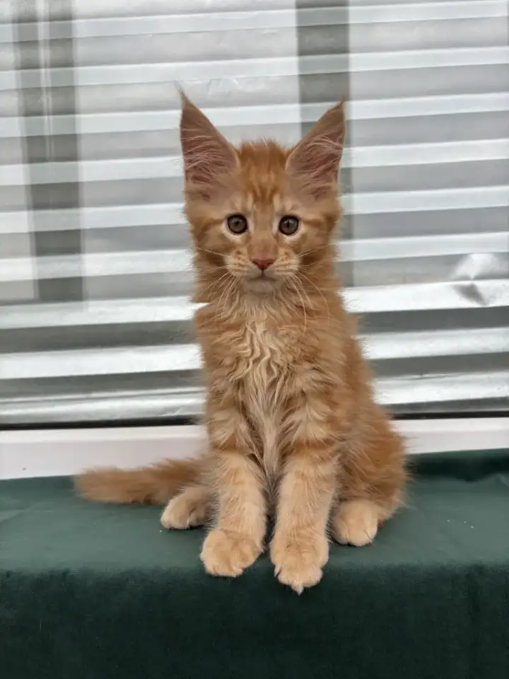 Котенок мейн кун, фотография 1