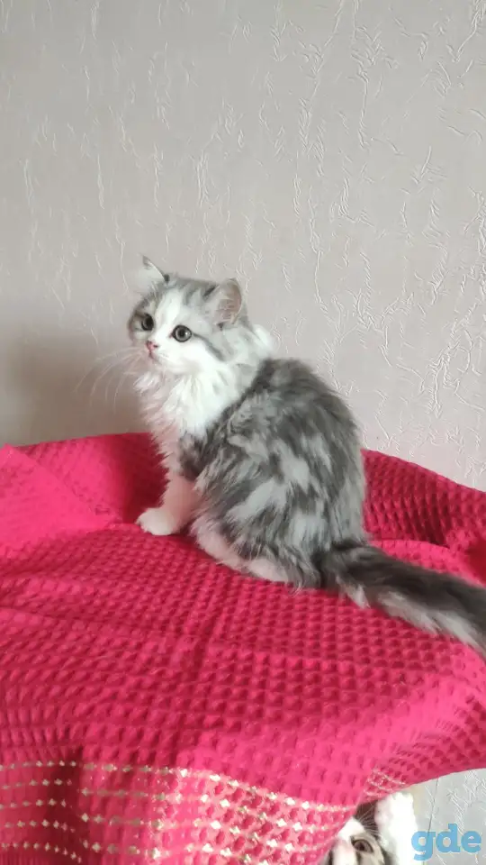 Шотландские котята с голубыми глазами, фотография 2