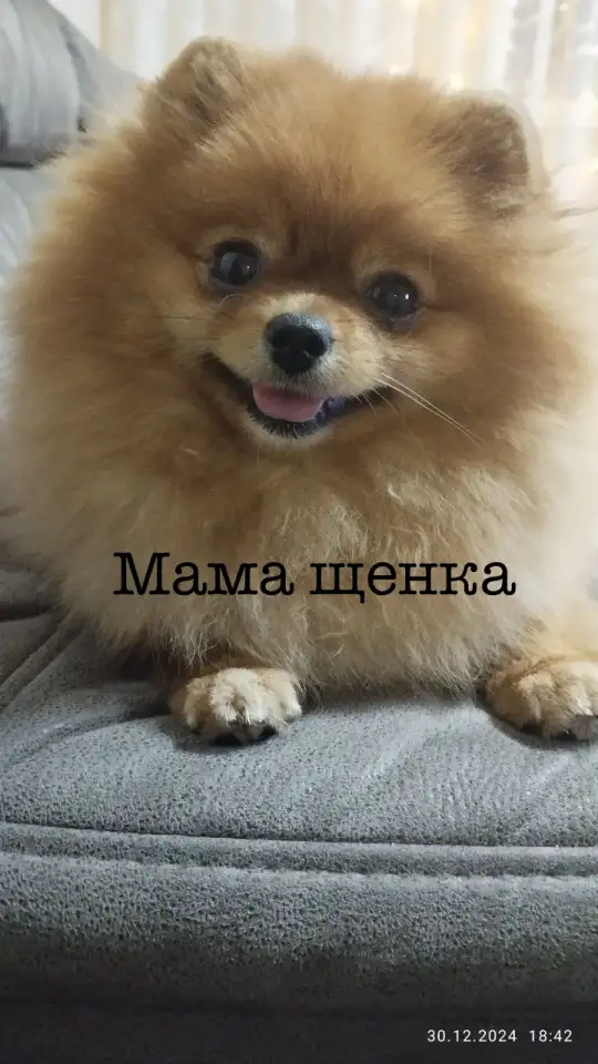 Продажа щенка померанского шпица, фотография 5