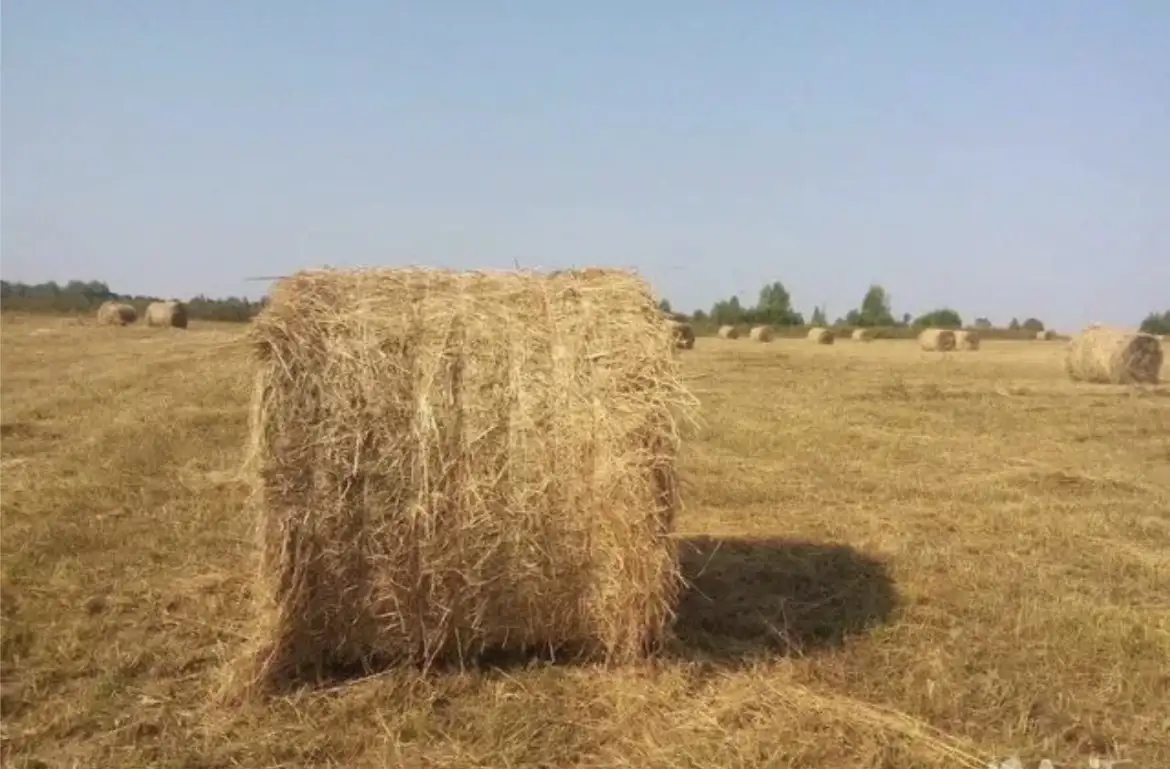 Продам сено, фотография 1