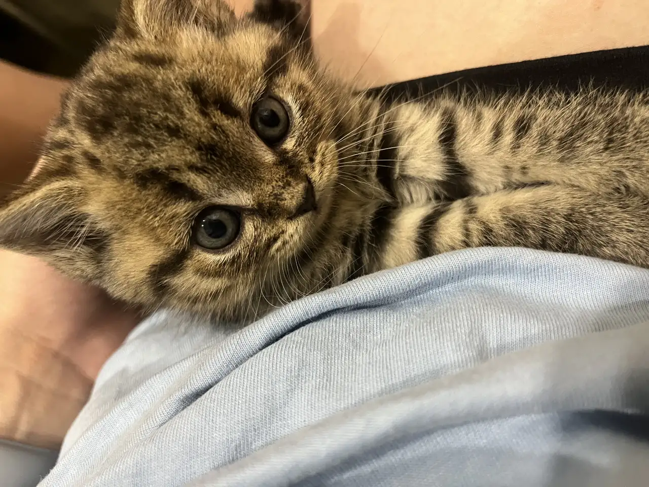 Шотландские котята, фотография 6