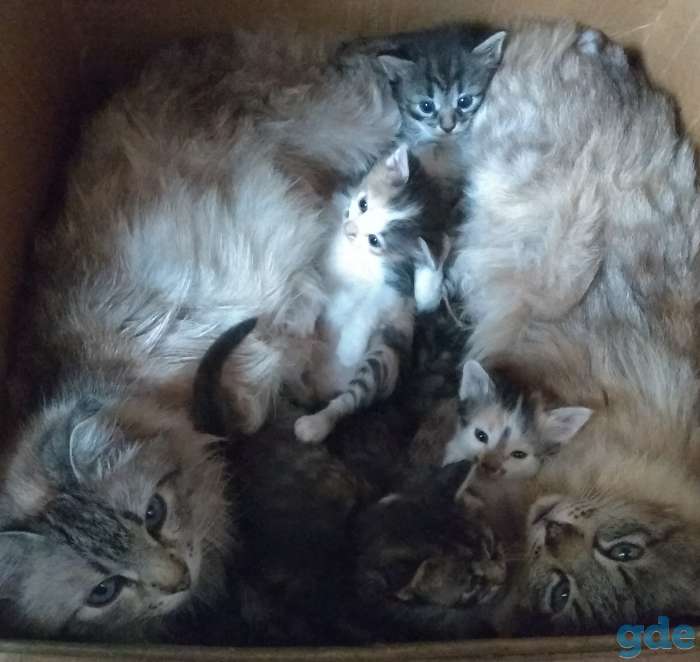 Котята в дар., фотография 4