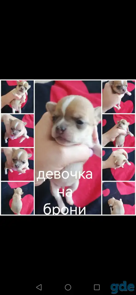 Щенки чихуахуа, фотография 6