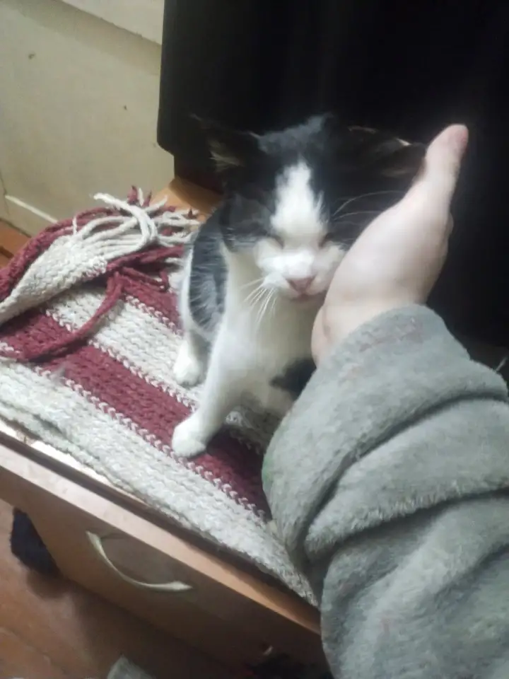 Ласковая кошечка ищет дом, фотография 5