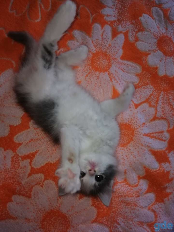 Котята, фотография 4