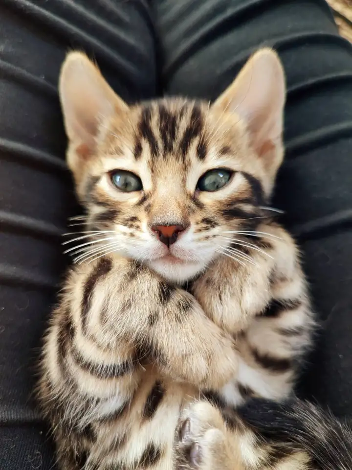 Бенгальский котенок (мальчик), фотография 4