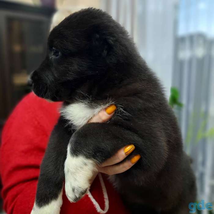 Щенки среднеазиатской овчарки (алабая) премиум класса, фотография 6