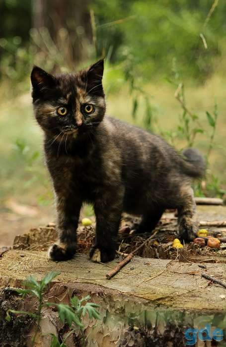 Британский котенок черепахового окраса, фотография 3