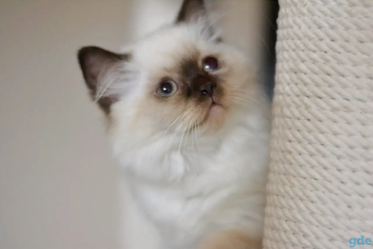 Шотландский котенок Девочка, фотография 3