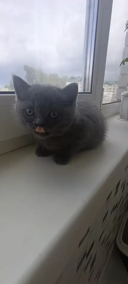 Котята британцы, фотография 5