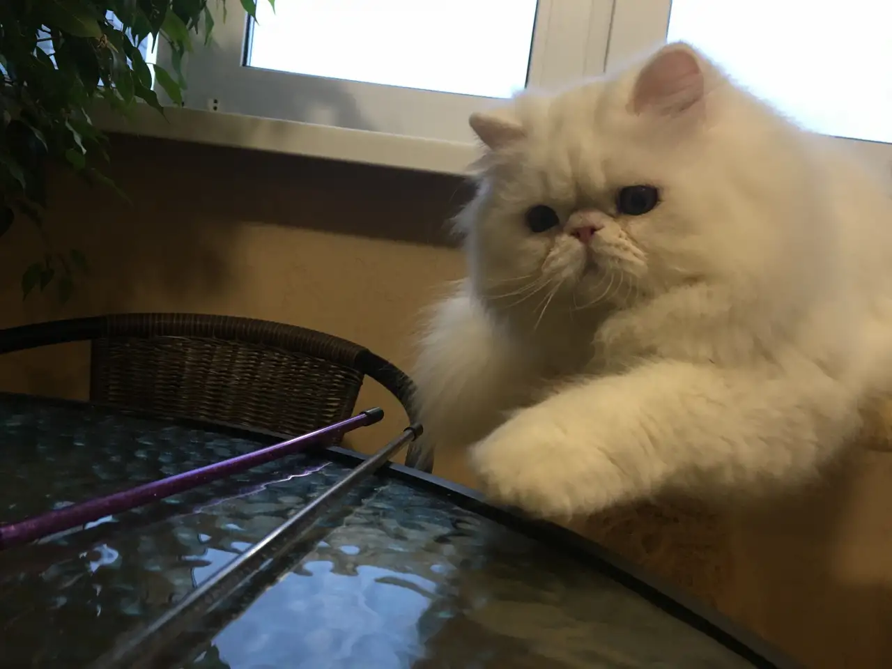 Персидский котик, фотография 3