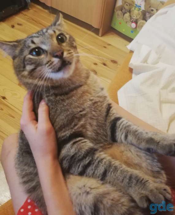Котик Пуська ищет дом!, фотография 2