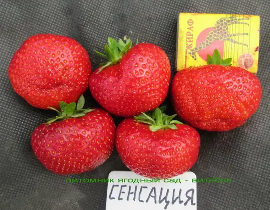 CАЖЕНЦЫ КЛУБНИКИ -50 сортов - купить в Гродно и Могилеве  с питомника, фотография 19