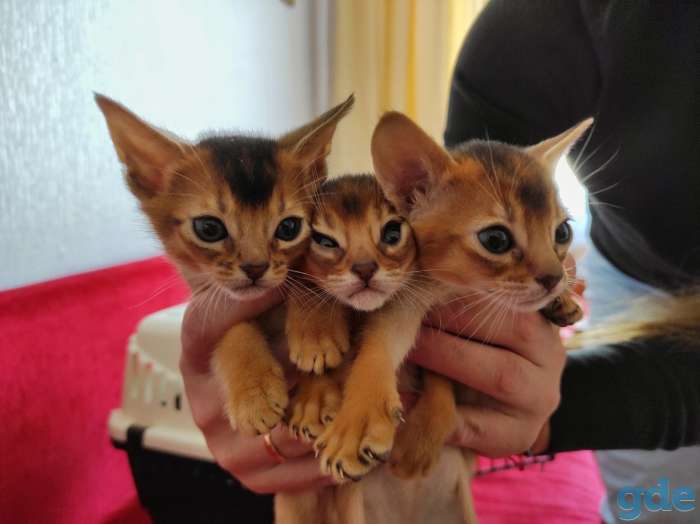 Абиссинские котята, фотография 1